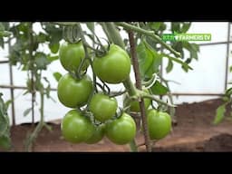 Versatile Tomato variety with good yield - KALRO