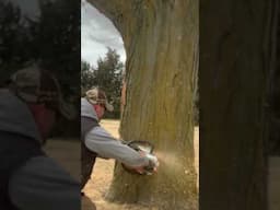 Felling Locust Tree in the Wind #firewood #felling #shorts