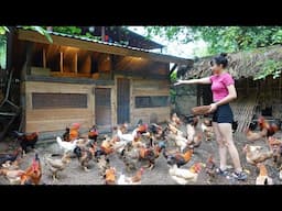 Full video : Ana's chicken raising process, how to build a bamboo house, 3 in 1 chicken coop