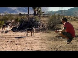 Trying To Save Two Huskies Stranded In The Desert | Brandon McMillan