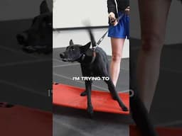 This dog training advice will make some dog trainers upset ￼