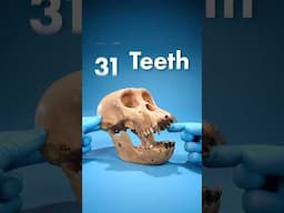 What Mammal Has The Most Teeth?