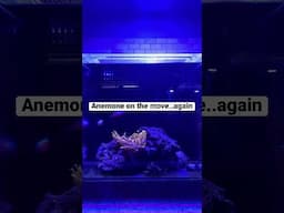 Bubble tip anemone time-lapse.  This is a little over an hour.  #shorts #oceanlife #anemone #nano