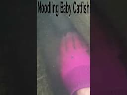 Noodling Baby Catfish; Noodling Catfish | SFSC #Shorts