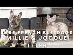 Our RARE French Bulldog Puppies at Woodland | Millie & Jocque's Litter!