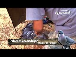 Palomas en Andújar