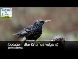 footage    Star (Sturnus vulgaris)    Common starling