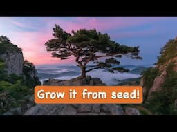 How to grow Pine trees from Seed [Austrian Pines]