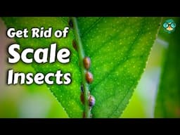 How to Remove Scale Insects from Plants || How to Get Rid of Scale on Plants || Kill Scale Bugs !!