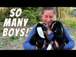 2 Baby Goat Births In One Day!