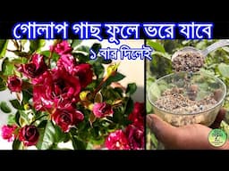 গোলাপ গাছে বারবার ফুল পেতে কি করবেন / Best Rose care in Winter / Roof Gardening