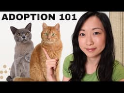 The Cat Adoption Process: What You Should Know