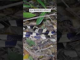 Finding a banded krait in Singapore!