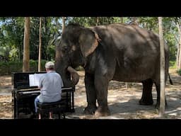 Liszt "Dreams of Love" for an Elephant