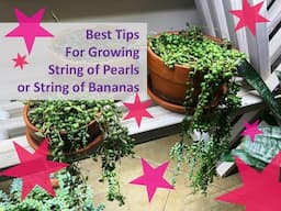 Best Tips for Growing String of Pearls or String of Bananas