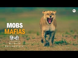 Mobs and Mafias - हिन्दी डॉक्यूमेंट्री | Wildlife documentary in Hindi