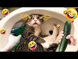 Hilarious Animal Videos That Will Make Your Day 🤣🐶🐱#funnycats @Funniest-8