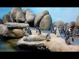 Live Penguin Cam (Colony View) | California Academy of Sciences