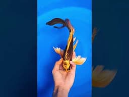 Kumpay Mukasi Gold Jantan 35cm #ikankoi #koiblitar #koi