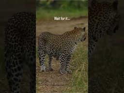 Leopard shows her cub on safari / Wild Wonderful World / Gareth Poole