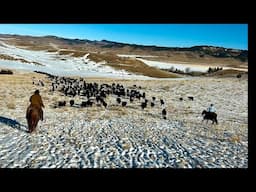 Montana Winter Cattle Gathering With Dewayne and Momma