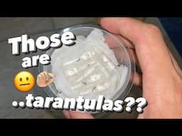 Unboxing the TINIEST TARANTULAs EVERRR !!!