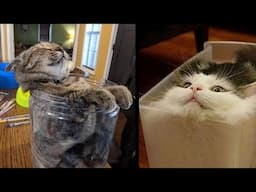 Why cat love boxes ? #funny #cat #moment