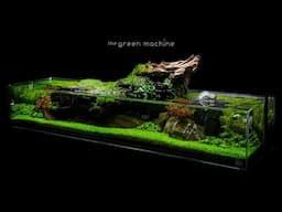 Aquascape Tutorial: Simplicity by James Findley - how to create a planted tank