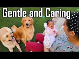 Dogs Meeting our Newborn Baby First Time | Baby's Big Brothers