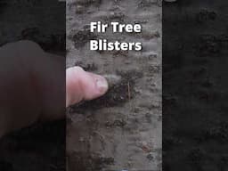 This Tree has Blisters filled with Resin!