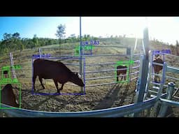 Cattle Monitoring goes next level with artificial intelligence