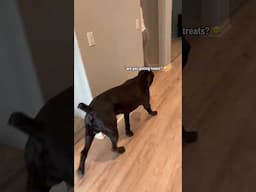 He’s really her soul dog 😂 #raisingbane #canecorso #funnydogvideos #baneplays #funny