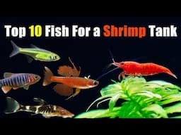 Top 10 Fish for Your Shrimp Tank!