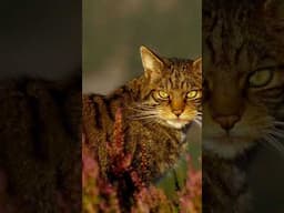 The Scottish Wildcat - Extinction By Domestic Cat?