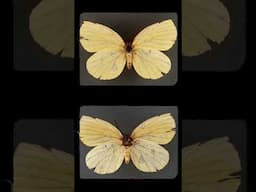 Deloneura immaculata - Extinct South African Butterfly