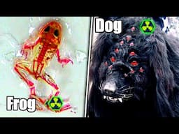 How Have Radioactive Animals in Chernobyl Mutated Over the Past 37 Years?