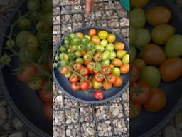 PICK YOUR TOMATOES BEFORE FROST #harvesting #desifood