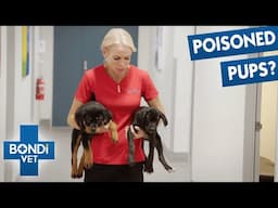 Have These Puppies Been Poisoned? 😱 S10 Ep 13 | Bondi Vet