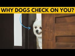 The Real Reason Why Your Dog Keeps Checking on You