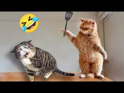 When Cats Are So Silly 😹 I will die laughing 🤣