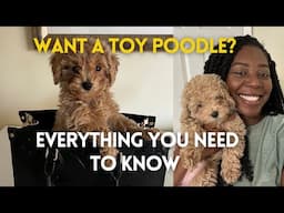 I got a puppy! pros & cons of toy poodle, how much did I spend & what to do when you get a new puppy