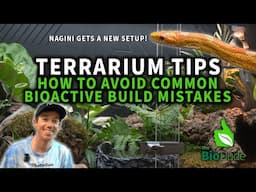 Terrarium Tips: Avoiding Common Build Mistakes + Bioactive Cornsnake Terrarium Build