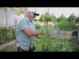 Saving a Struggling Tomato Plant – The Ultimate Rescue!