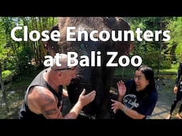 Close encounters at bali zoo