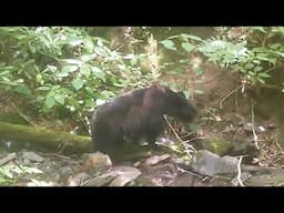 Bear and Cubs Eating