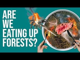 Eating Up The Rainforests | Meat & deforestation