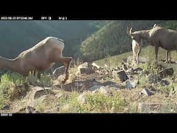 CLOSE-UP VIDEO of bighorn sheep standing on cliff in summer.