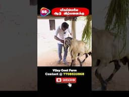 Biggest Goat in Goat Market | Vijay Goat Farm #mecheri #salem #goatfarming #trending #sstvreview