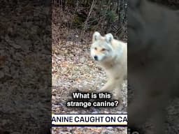 Is this floofy canine a domesticated wolf? #animals #pets  #cute