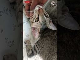 cats are more lovable 🥰❤shami and sangi channel catslove#shamiandsangichannel#catstrendingvodeo#